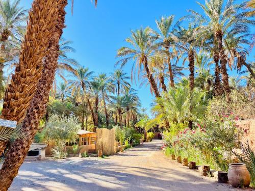 a palm tree lined road with palm trees and flowers at Camping auberge palmeraie d'amezrou in Zagora