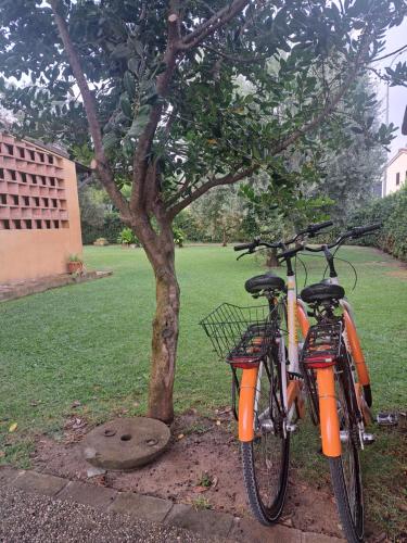 two orange bikes parked next to a tree at B&B La corte di Stelio in Pisa
