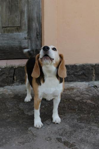 a brown and white dog standing in front of a door at Cabanas Vinsanto in Bento Gonçalves