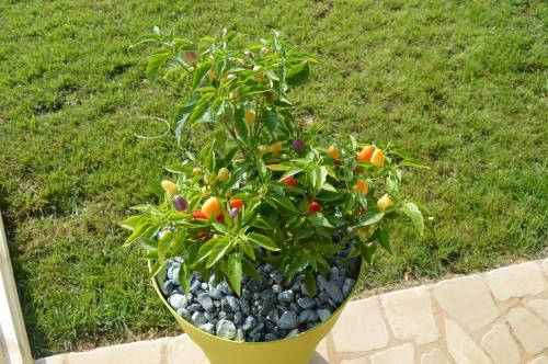 a plant in a yellow pot with rocks around it at Agriturismo Casa del Peperoncino in Otranto