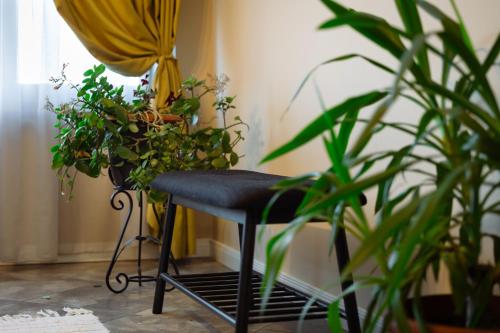 a black chair with plants on it next to a window at Dervent Apartment in Veliko Tŭrnovo