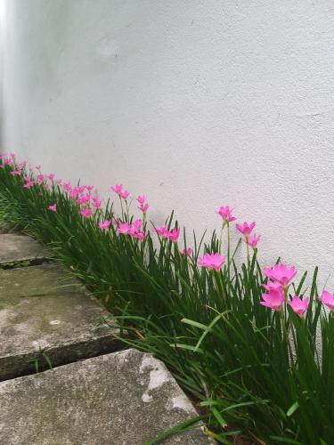 Zahrada ubytování Starfruit villa Hoi An