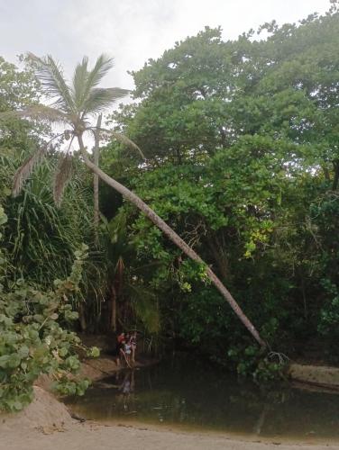 a palm tree hanging over a body of water at Black Bamboo in Puerto Viejo