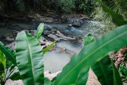 a river in the middle of a forest at Sun Sang Eco Retreats in Tabanan