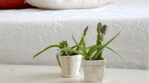 two potted plants sitting on a table next to a bed at Percebes Exclusive B&B in Cutrofiano