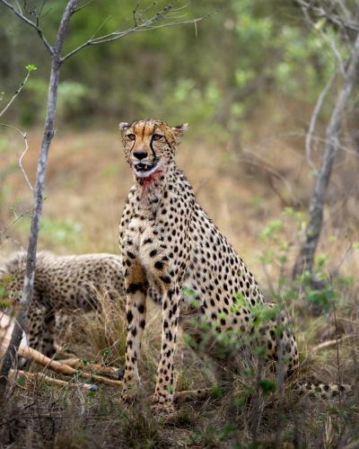 a cheetah standing in a field at Sediba Luxury Safari Lodge in Welgevonden Game Reserve