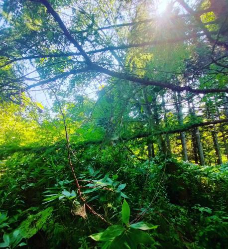 a forest with the sun shining through the trees at villa福座 in Furusan