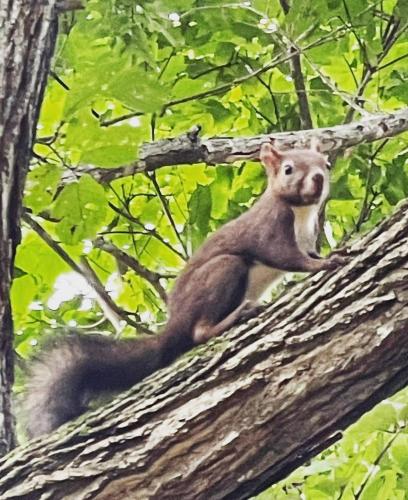 a squirrel sitting on top of a tree branch at villa福座 in Furusan