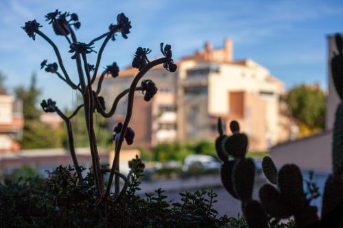 a plant with flowers in front of a building at Studio proche des plages in Le Pradet