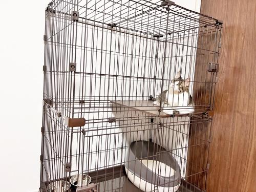 a cat in a bird cage on a toilet at Coral Gate in Kume コーラルゲートイン久米 in Naha