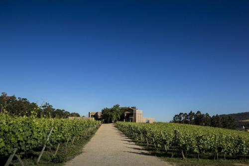 a path through a field of vines at Monverde - Wine Experience Hotel - by Unlock Hotels in Amarante