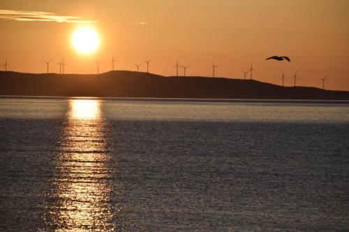 a bird flying over the water at sunset with windmills at XLyngen in Nord-Lenangen