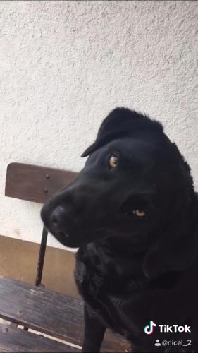 a black dog sitting next to a wooden bench at Mayer Burghöfe in Owingen