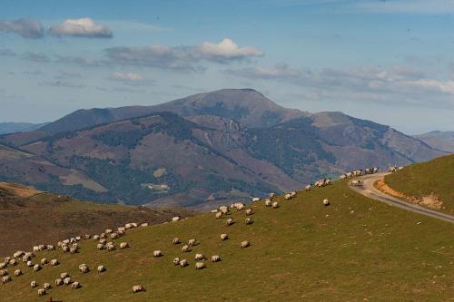 a herd of sheep grazing on a hill near a road at Ekolanda in Esnoz
