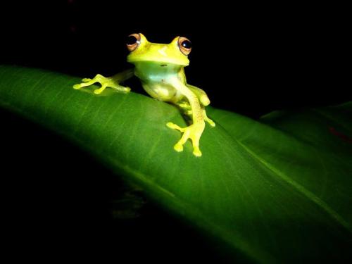 a frog sitting on top of a green leaf at Gaia Amazon Eco Lodge in Ahuano