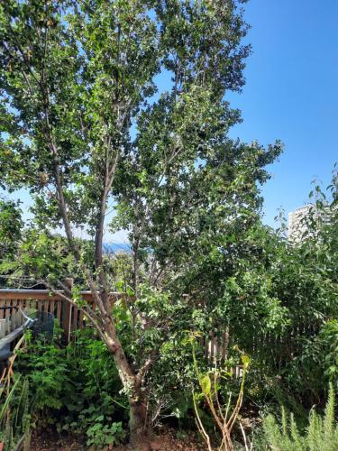 uma árvore no meio de um jardim em loft vista a la bahía em Valparaíso