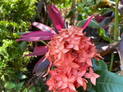 a cluster of red flowers on a plant at Playa Casa Nohelia in Santo Domingo