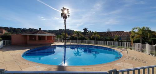 un palmier installé à côté d'une piscine dans l'établissement Mazet 63m² - TAHITI PARC - LE LAVANDOU, au Lavandou