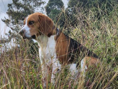 a brown and white dog sitting in the tall grass at Glamping Akaya in Ibagué