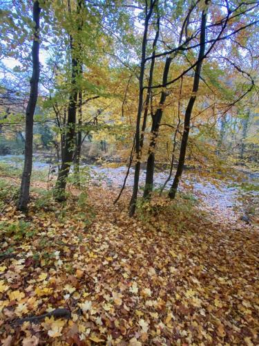 a bunch of leaves on the ground in a forest at Appartements in Wienerwald Residenz in Baden