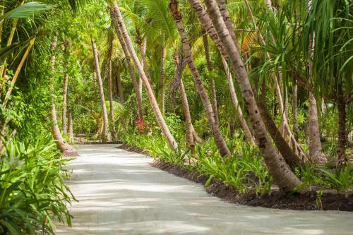 a path in the middle of a forest of palm trees at Dusit Thani Maldives - 50 percent discount on transfers for stays until 20 Dec 2025 in Baa Atoll