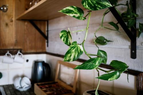 a green plant hanging from a wall in a kitchen at The Ranch Mornington Peninsula in Boneo
