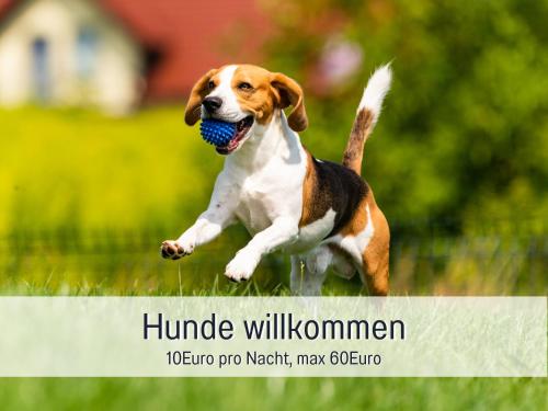 SteinbergにあるRamosHansenHof Fewo Hofglück 4Pers mit Hundの青球を口に入れて走る犬