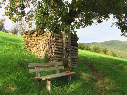 a wooden bench under a tree in a field at Ferienwohnungen Golla-lang in Oberharmersbach