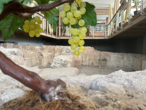 a bunch of green grapes hanging from a tree at Giritligil Hotel in Manisa