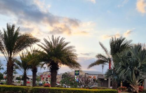 a group of palm trees in a parking lot at Cside Escape Villa in Rivière Noire
