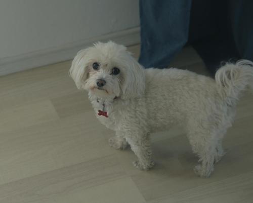a small white dog standing on a floor at TheRefuge in Curtea de Argeş