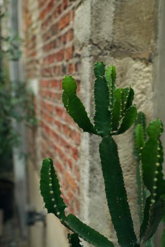 a green cactus in front of a brick wall at Hotel Matelote in Antwerp