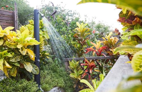 a garden with a bunch of plants at Secret Bay in Portsmouth