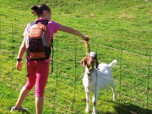 a girl is petting a goat behind a fence at Apart Alpenpension Maderer in Gaschurn