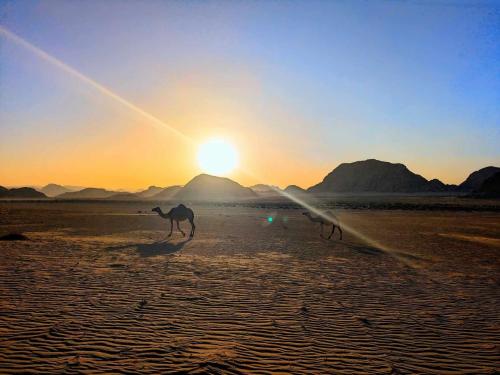 two camel running on the beach at sunset at Shahrazad desert, Wadi Rum in Wadi Rum