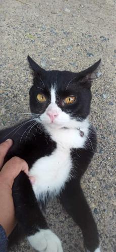 a black and white cat sitting on the ground at BaanPhong Lanta in Ko Lanta