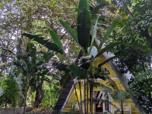 a banana tree in front of a yellow building at Caribbean Flow in Puerto Viejo