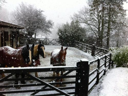 two horses standing next to a fence in the snow at Five Saints Farmhouse B&B in Pumpsaint