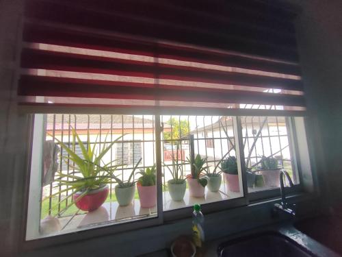 a window with a bunch of potted plants on it at Homestay Temerloh Jaya in Temerloh