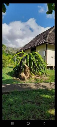 una palma seduta di fronte a una casa di TAHAUKU VALLEY 1 a Atuona