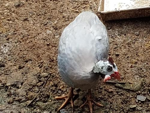 a bird standing on the ground with a worm in its mouth at Residencia las brisas Griegas in Quepos
