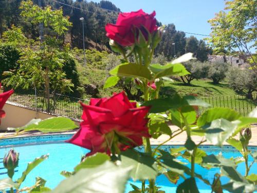 a group of red roses in front of a pool at Alojamiento Nohal in La Iruela