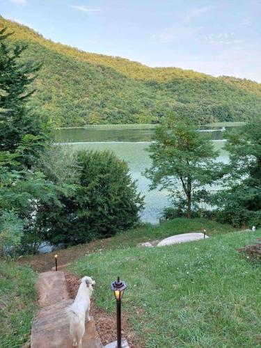 a dog standing on a path next to a lake at "Kod dva kestena"Warm and cozy house with lake view sauna in Međuvršje