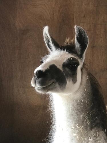 a close up of a head of a llama at Koselig dyregård i Tromsø in Tromsø