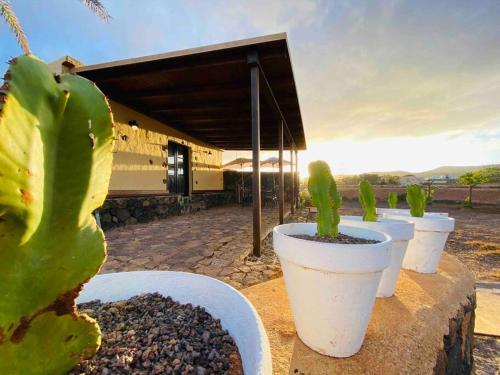 a row of cactuses in white pots on a wall at Erbania Heritage, naturally in Puerto del Rosario