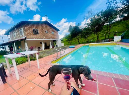 ein Hund steht neben einem Pool mit einem Glas Wein in der Unterkunft Barbosa Finca el paraíso in Barbosa