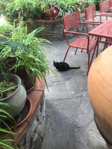 a black cat laying on the ground in a patio at Hébergements à La Rive, Accueil ouvert tous les jours jusqu'à 20h00 dernier délai, depuis 30 ans ! Réserver ici svp ! Merci ! Aucun règlement à distance accepté, Paiement par CB, Espèces, Chèque ou Chèques-Vacances impérativement à la remise des clefs ! in Amélie-les-Bains-Palalda