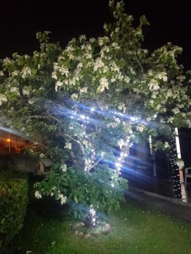 a tree with lights in front of a house at Cantinho da Lagoa in Araruama