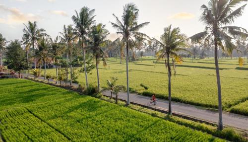 a person riding a bike down a road next to palm trees at thewakanda Resort A Pramana Experience in Ubud