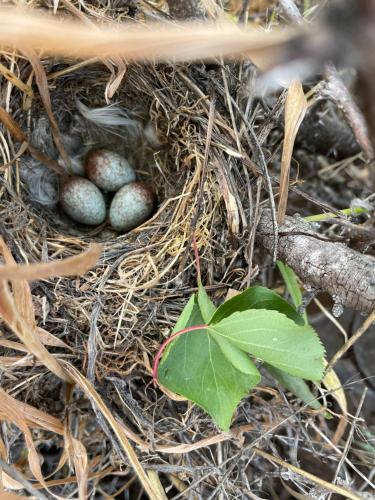 two eggs in a bird nest with a plant at Casa los Boldos in Curacaví